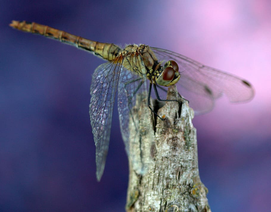 dragonfly, wings, insecta, rest, invertebrate, animal themes HD wallpaper