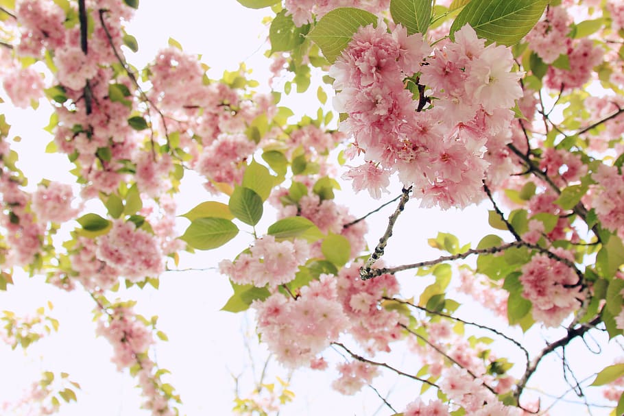 pink blossom tree, flower, flowering plant, pink color, freshness HD wallpaper