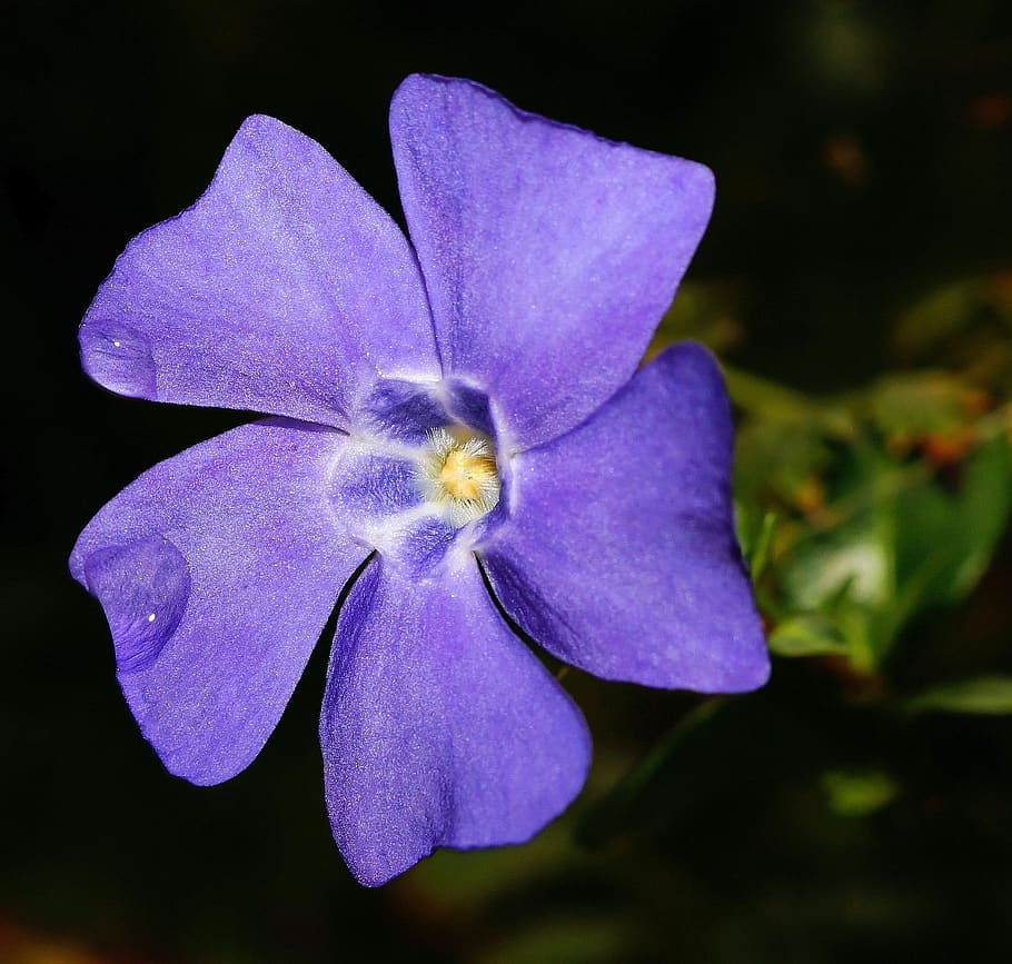 Purple 5 Petaled Flower, bloom, blossom, close-up, flora, macro HD wallpaper