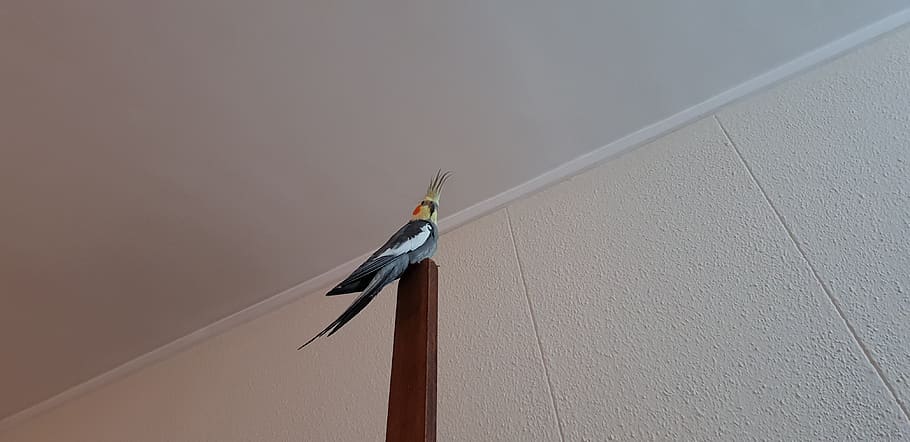 parakeet, minimalism, bird, pets, architecture, built structure HD wallpaper