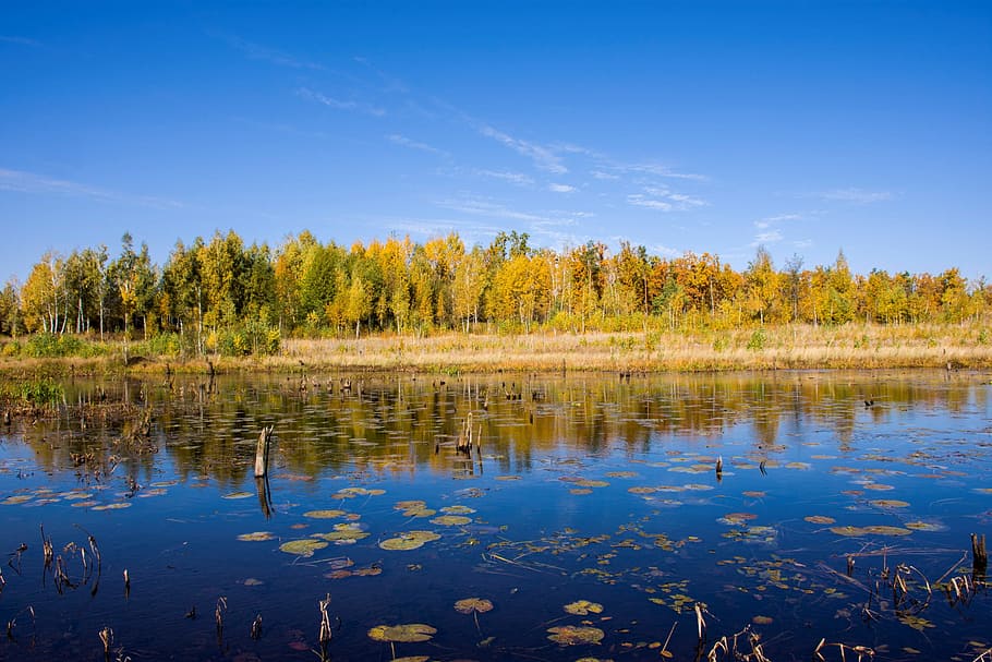 Landscape of yellow autumn forest in the distance on the background and reflection in forest lake or swamp and blue sky