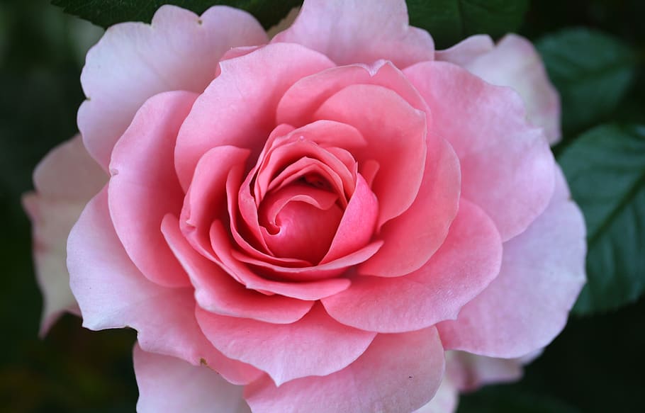 rose, flower, blossom, bloom, love, nature, rose bloom, plant HD wallpaper