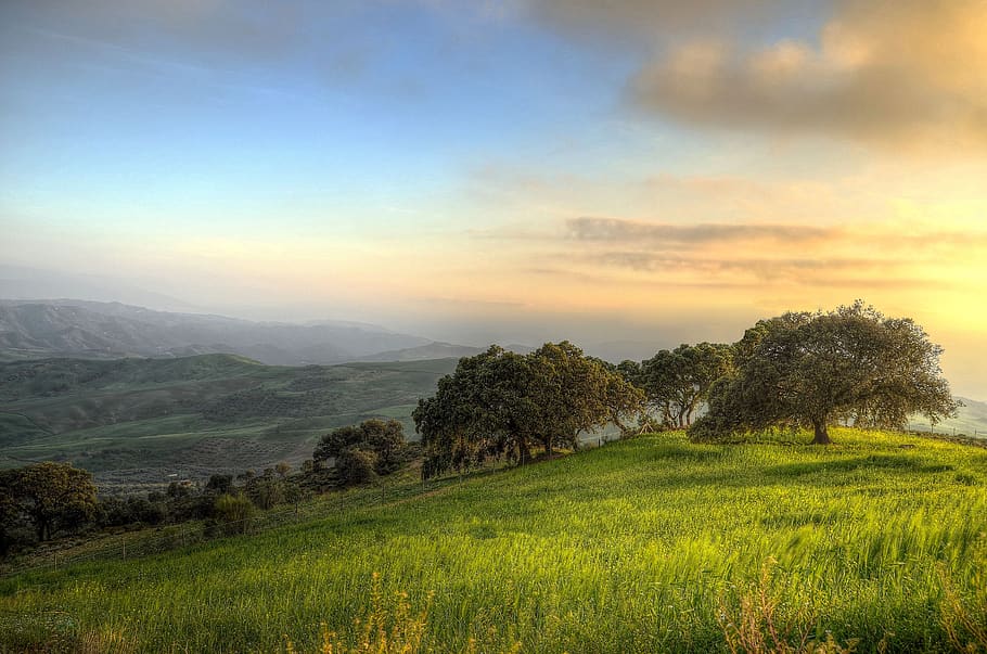 Trees Surrounded by Green Grass Field during Daytime, dawn, grassland HD wallpaper