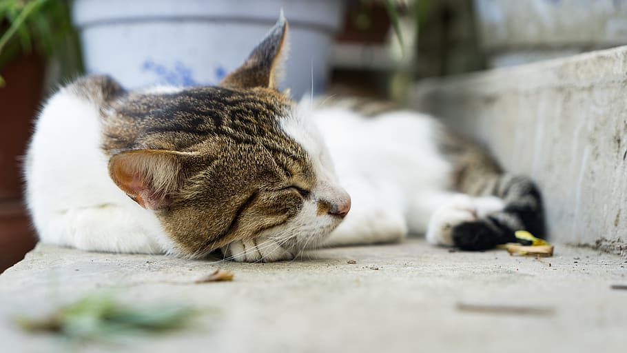 cat, sleep, close up, kitten, mammal, animal, animal themes HD wallpaper