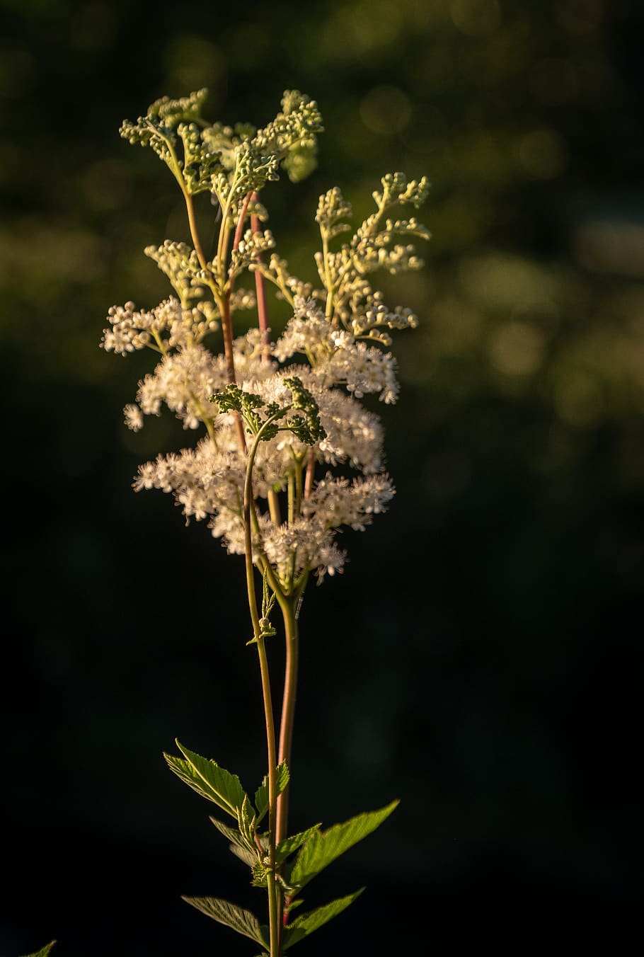 flowers, bud, lühe, grasses, pollen, white, plant, nature HD wallpaper