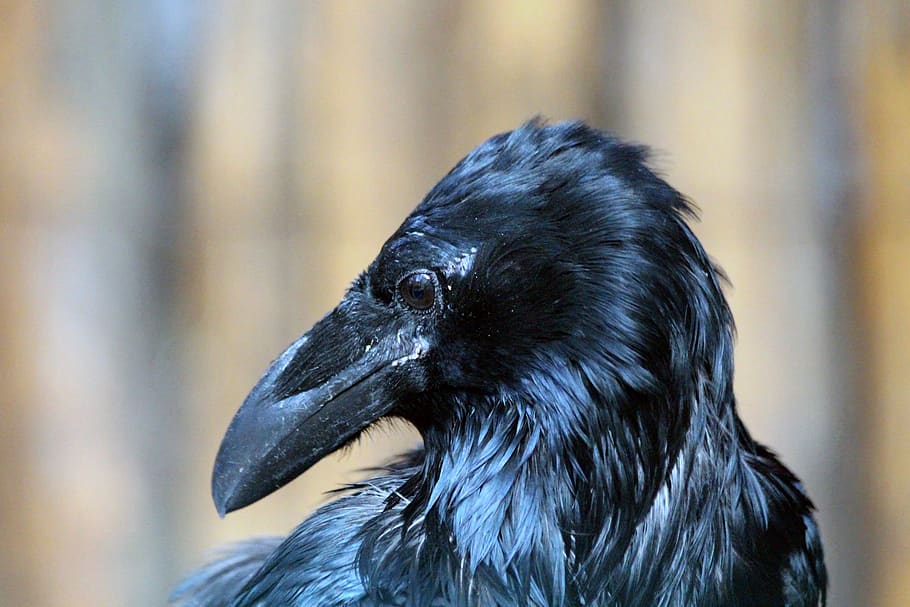 raven, corvus corax, young, bird, nature, living nature, black, HD wallpaper
