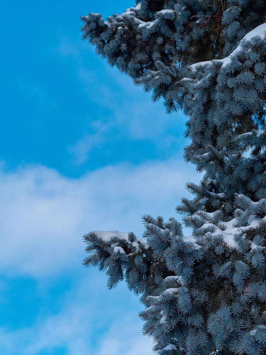 snowy pine tree, plant, abies, fir, conifer, outdoors, spruce HD wallpaper