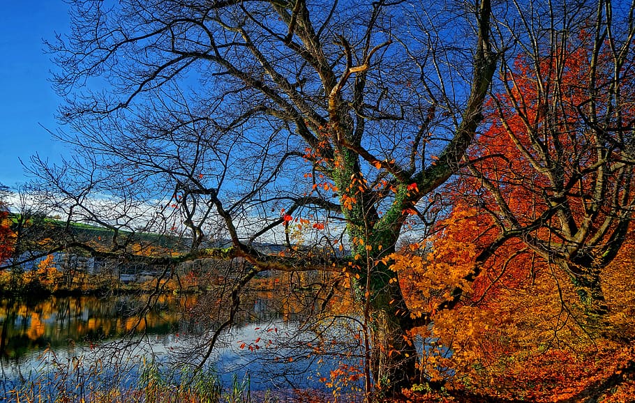 A large tree devoid of its leaves., switzerland, au, plant, water HD wallpaper