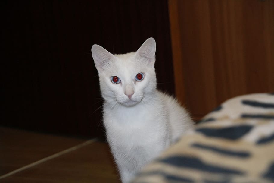 home, cat, white, eyes, feline, domestic, pets, domestic animals HD wallpaper