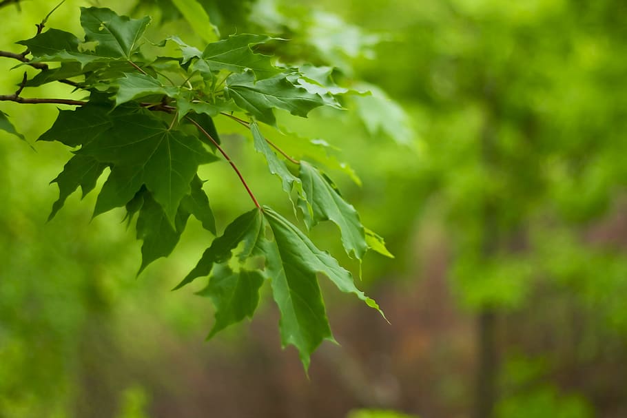 foliage, forest, green, leaf, leaves, light, natural, nature HD wallpaper