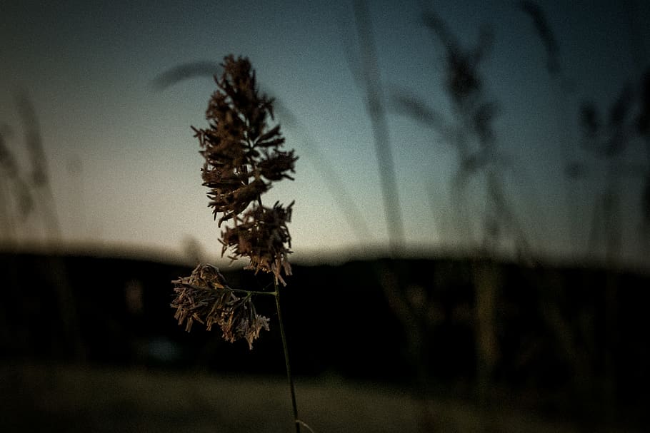 plant, focus on foreground, nature, sky, no people, tranquility HD wallpaper