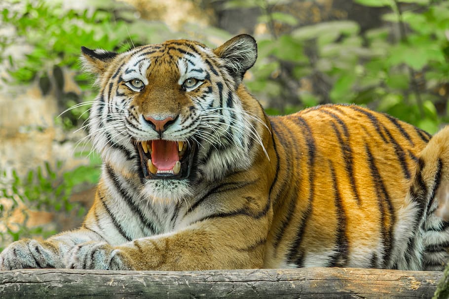 tiger, big cat, predator, roar, animal, feline, animal wildlife HD wallpaper