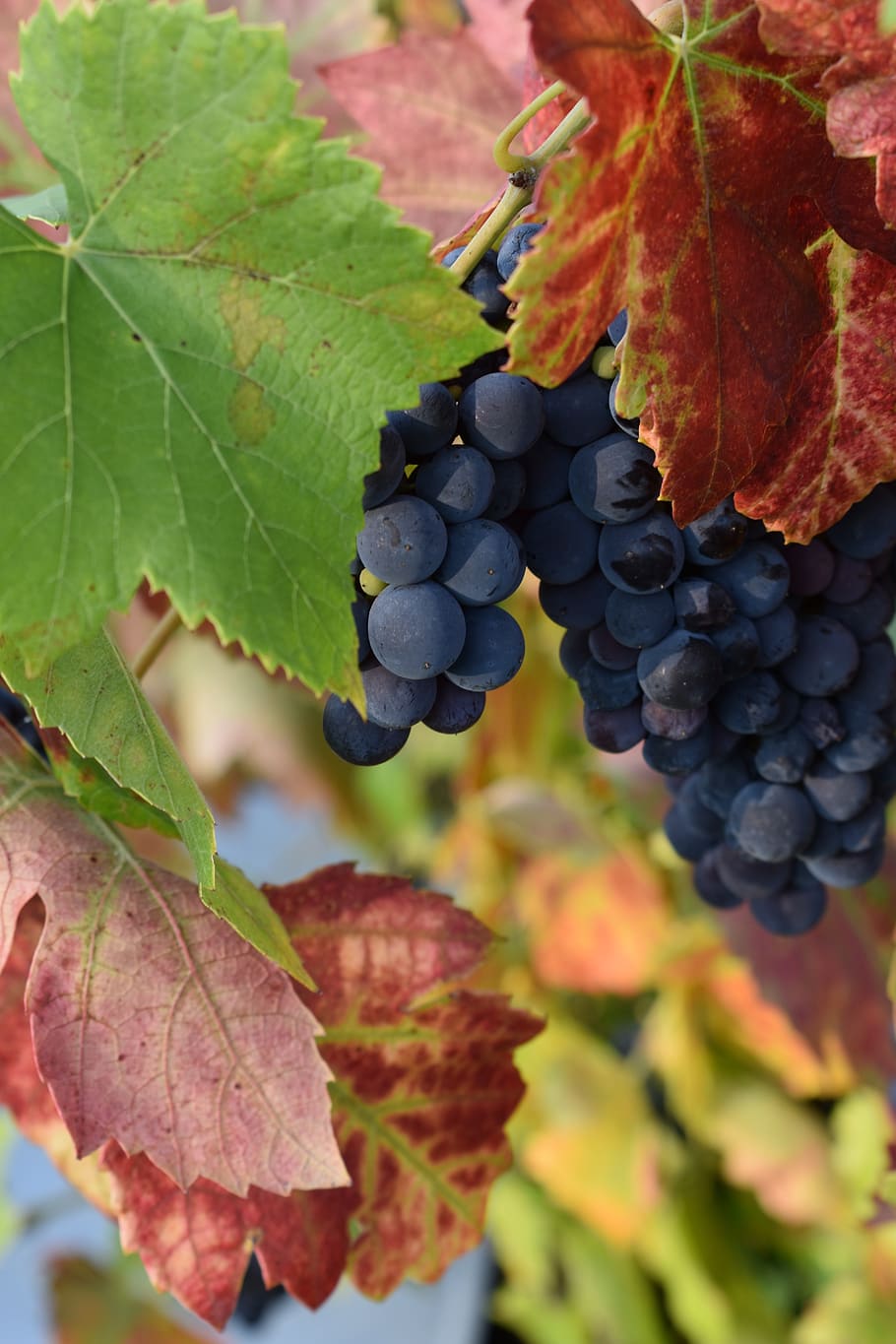Картинки осень виноград. Осенний виноград. Виноград осенью. Виноградная лоза осенью. Виноградники осенью.