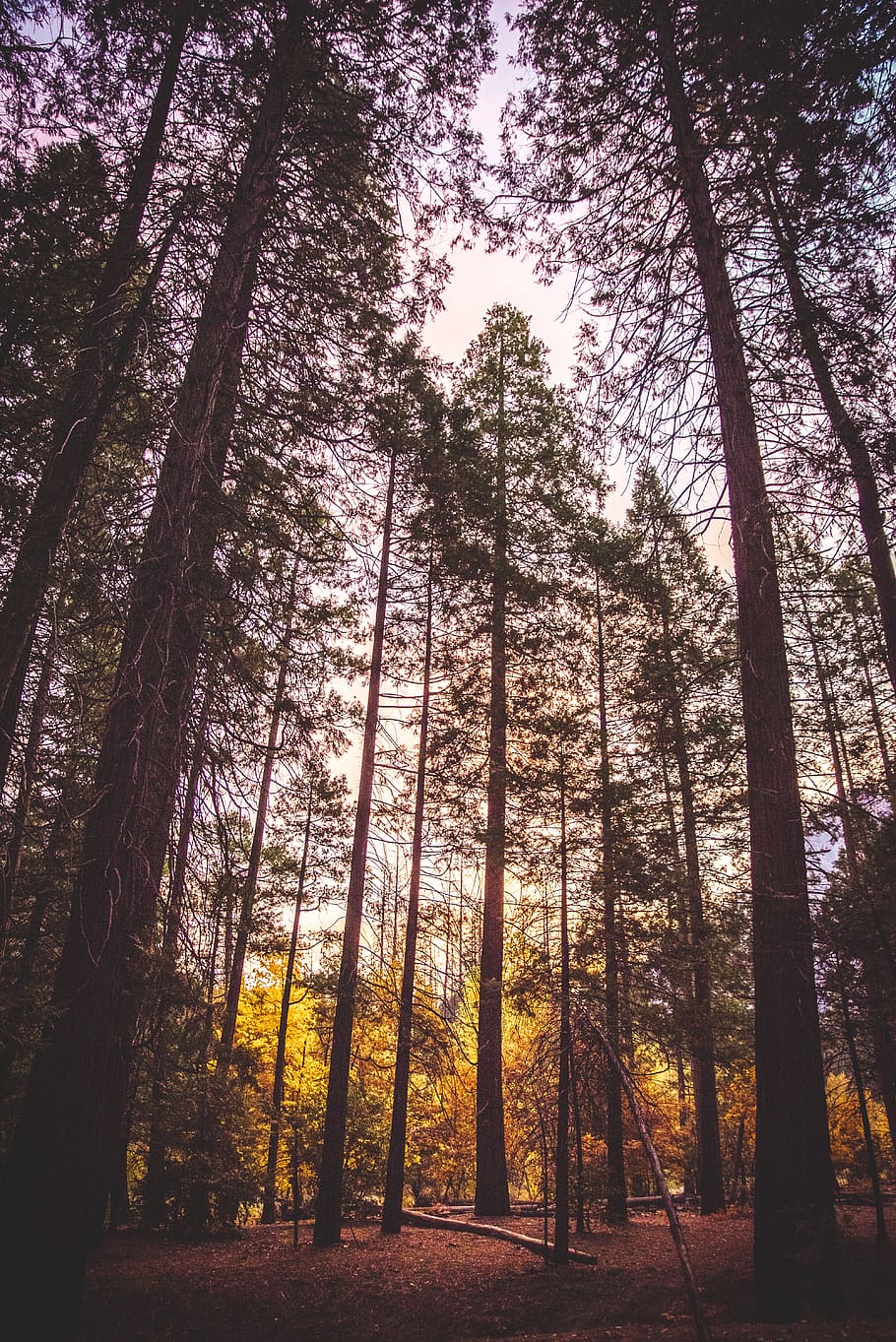 forest field during daytime, tree, plant, tree trunk, land, woodland HD wallpaper