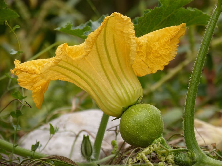 calabacera, flower, squash blossom, yellow, beauty, plant, freshness, HD wallpaper