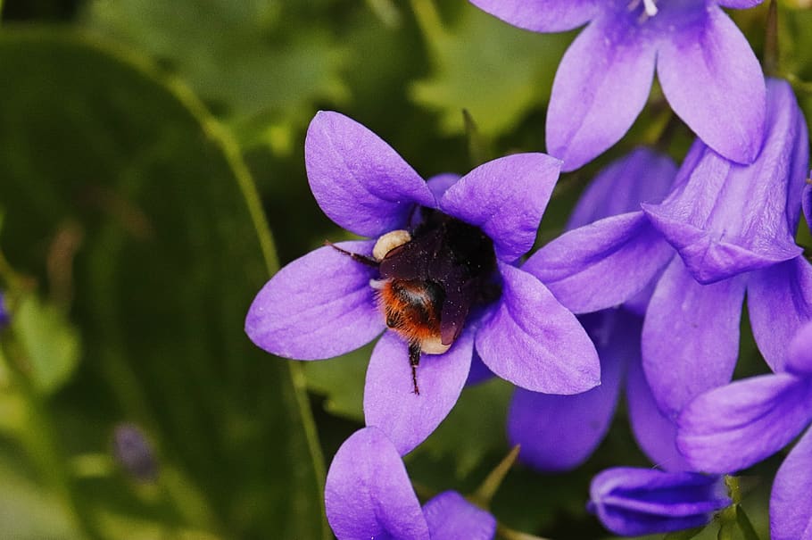 hummel, bellflower, pollen, nectar, close up, nature, insect HD wallpaper