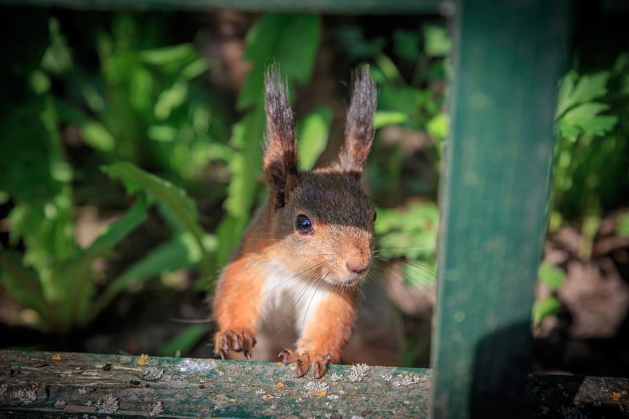 squirrel, rodent, cute, nature, furry, animals, forests, wild HD wallpaper