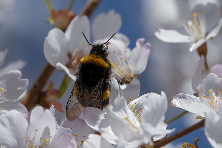 bee, insect, spring, blossom, flower, vegetable, flora, spring flower HD wallpaper