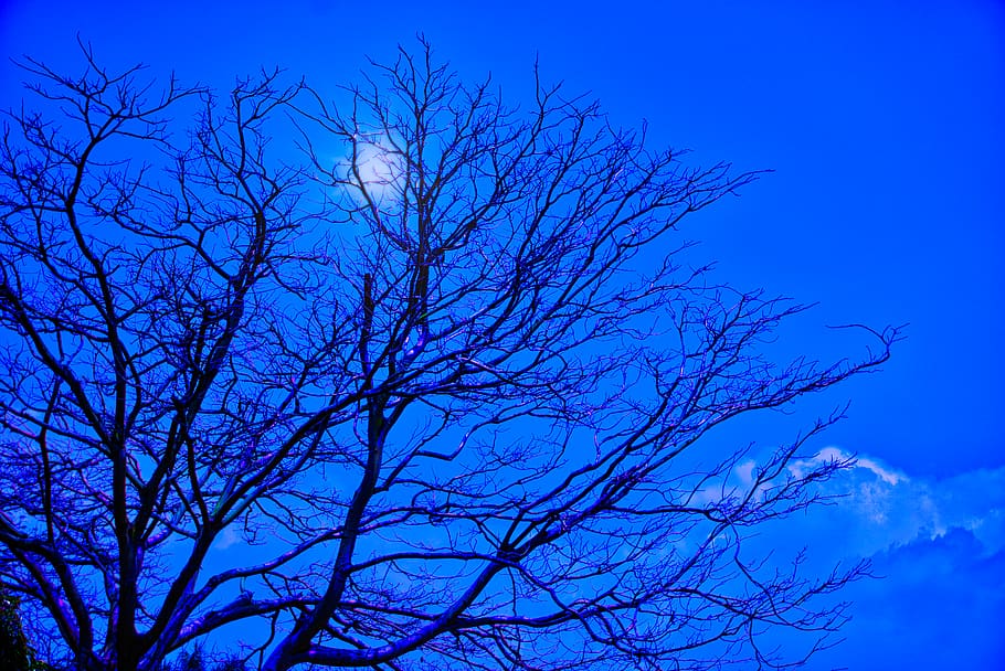 blue, sky, tree, branches, night, bare tree, no people, low angle view HD wallpaper