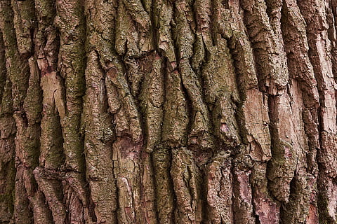 tree, bark, nature, wood, forest, structure, texture, full frame HD wallpaper