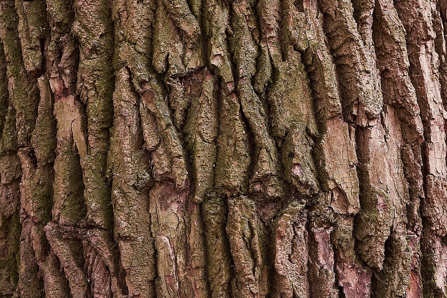 tree, bark, nature, wood, forest, structure, texture, full frame HD wallpaper