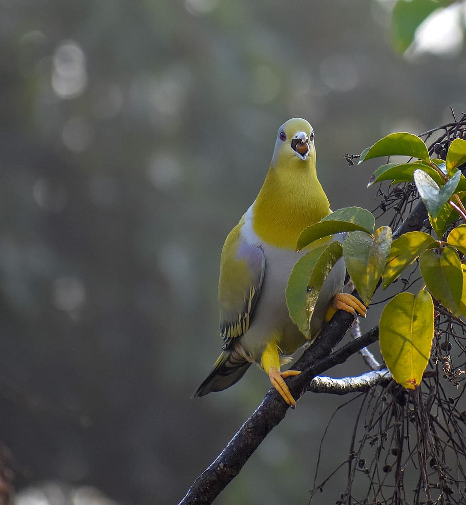 catch, yellow, footed, green, pigeon, maligaon, bird, animal themes HD wallpaper