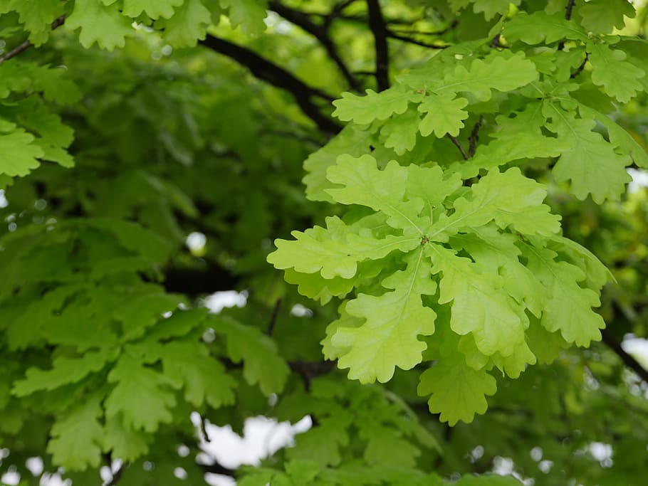 leaf, oak, nature, leaves, autumn, tree, green, colorful, brown HD wallpaper