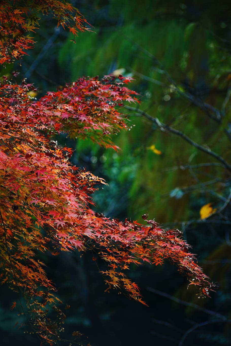 autumn, plant, growth, change, tree, nature, no people, beauty in nature HD wallpaper
