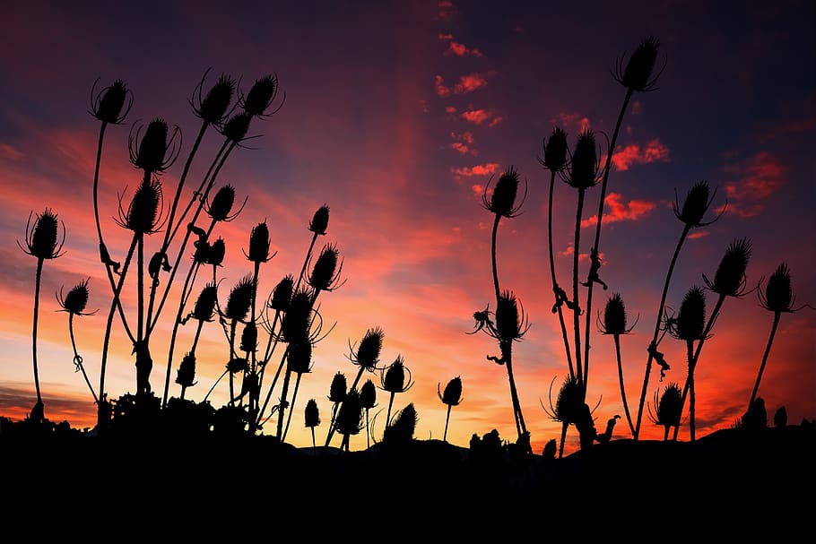 sunset, vegetation, nature, landscape, meadow, silhouette, sky HD wallpaper