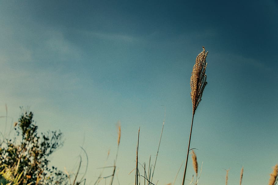 nature, landscape, wild, sky, color, grass, plant, growth, tranquility HD wallpaper