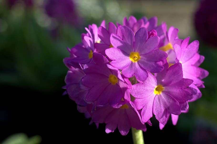 primula, spring, flower, denticulate, nature, bloom, plant HD wallpaper