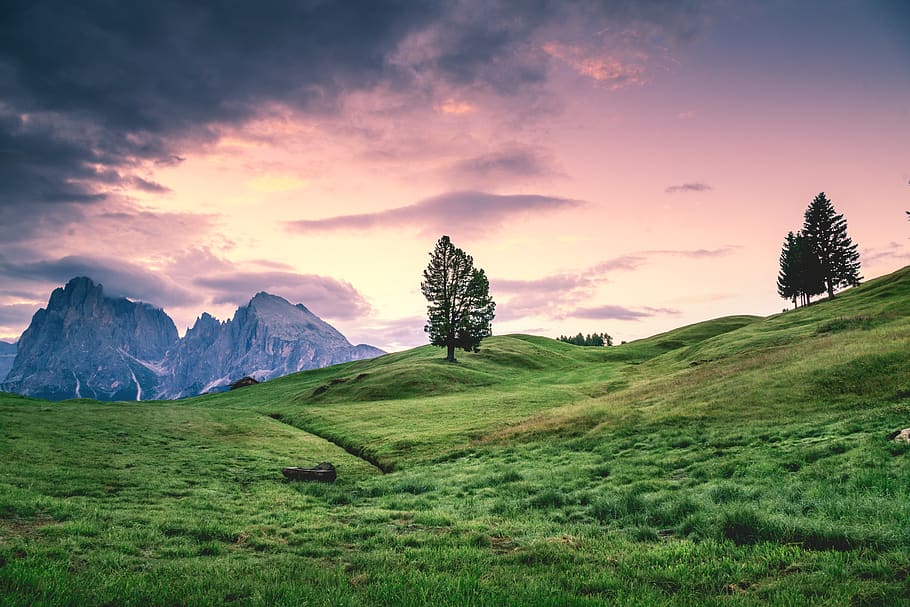green tree on grass field, beauty in nature, sky, plant, tranquil scene HD wallpaper