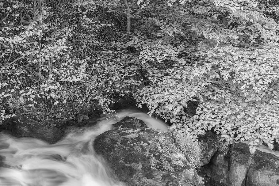trees, river, stones, water, beauty in nature, rock, scenics - nature HD wallpaper