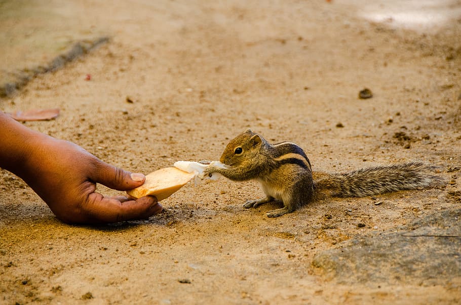 squirrel, palm squirrel, cute, animal, wildlife, king coconut HD wallpaper