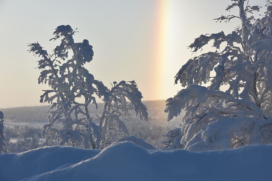snow, trees, wintry, winter, cold temperature, beauty in nature HD wallpaper