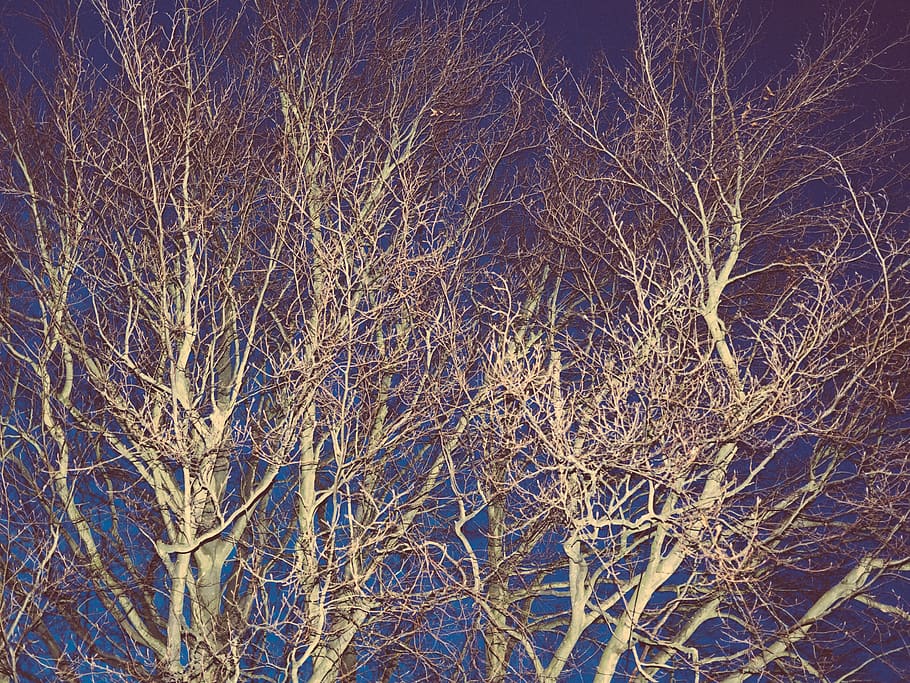 tree, twigs, night, branches, plant, bare tree, winter, tranquility HD wallpaper