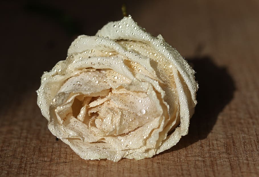 rose, white, drops, wet, flower, romantic, nature, plant, nice HD wallpaper