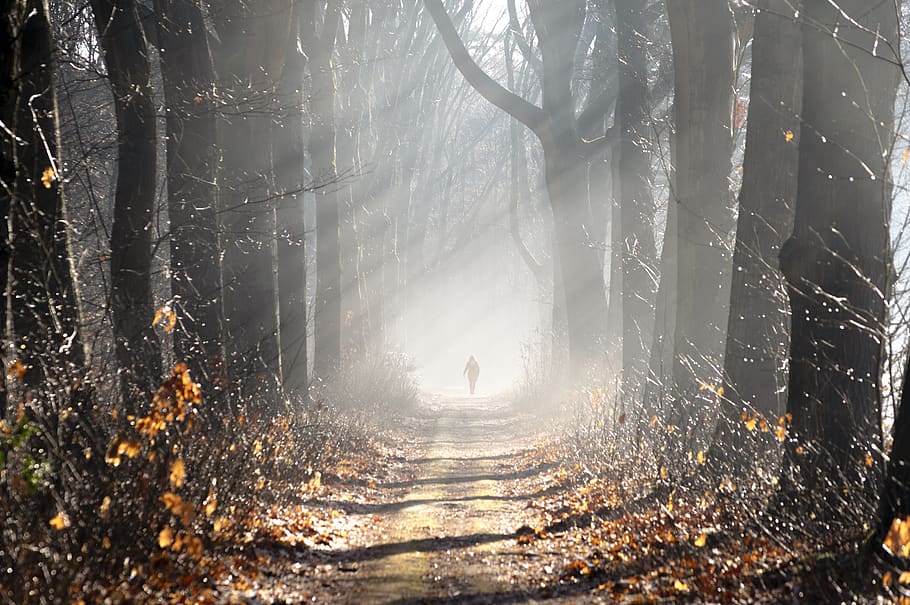 fog, forest, avenue, trees, landscape, vote, hiking, light HD wallpaper