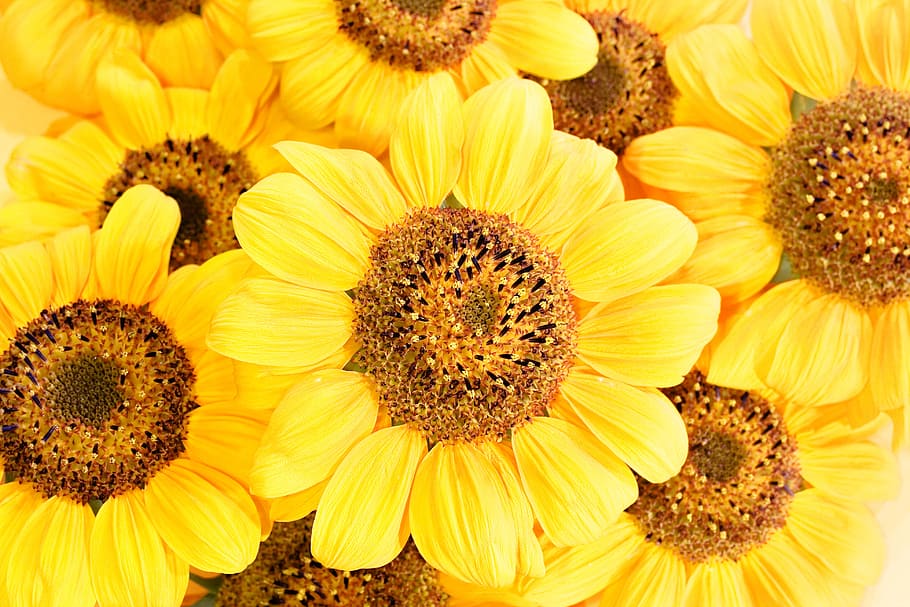 con2011, beautiful, bloom, blossom, bright, detail, flora, flower HD wallpaper