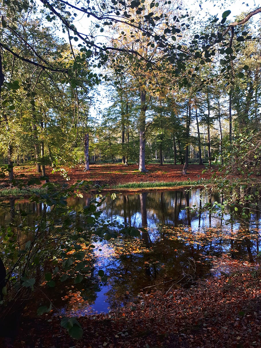 netherlands, diepenveen, tree, water, plant, reflection, tranquility HD wallpaper