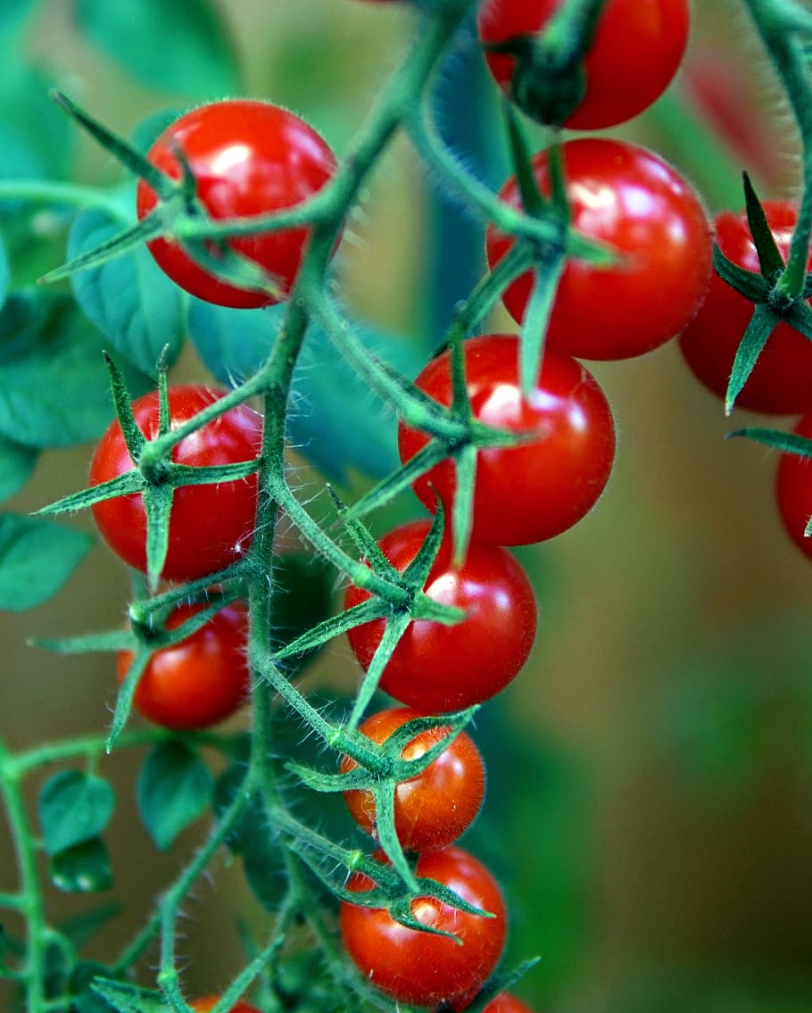 tomatoes, red, fresh, ripe, vegetables, fruit, food, food and drink HD wallpaper