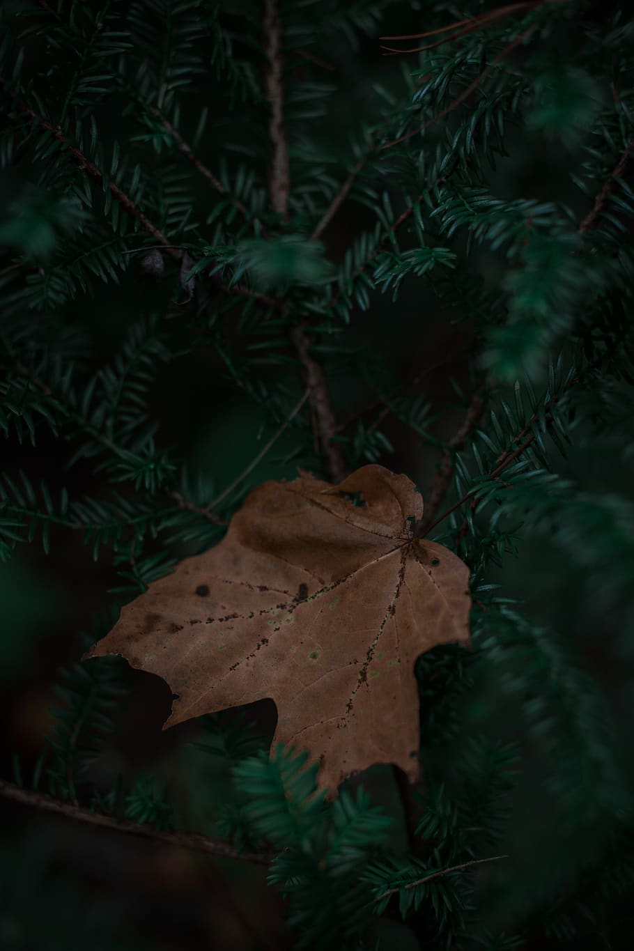 united states, duluth, leaf, plant part, tree, nature, land HD wallpaper
