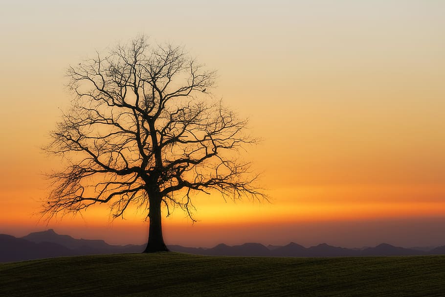 tree, kahl, sunset, twilight, nature, atmosphere, mood, silhouette HD wallpaper
