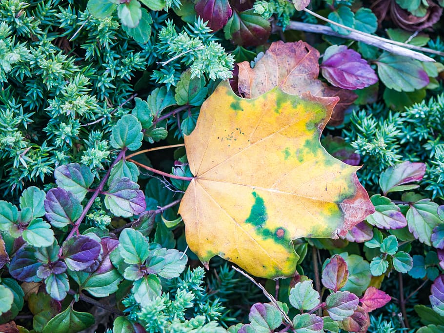 green, plants, leaves, trees, nature, fall, autumn, plant part HD wallpaper
