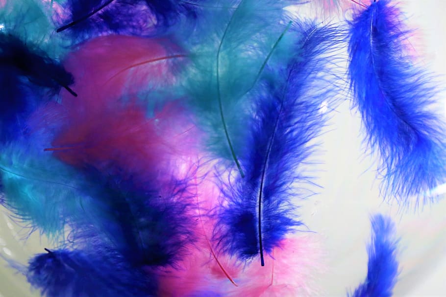 feathers, winged, bird, animal, color, nature, no people, close-up HD wallpaper