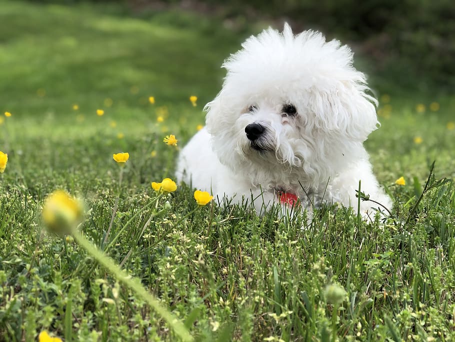 white dog lying on grass, mammal, animal, canine, field, plant HD wallpaper
