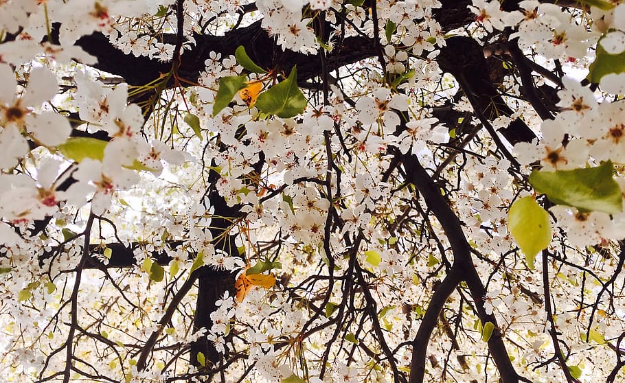 tree, blossom, spring, plant, branch, flowering plant, growth HD wallpaper