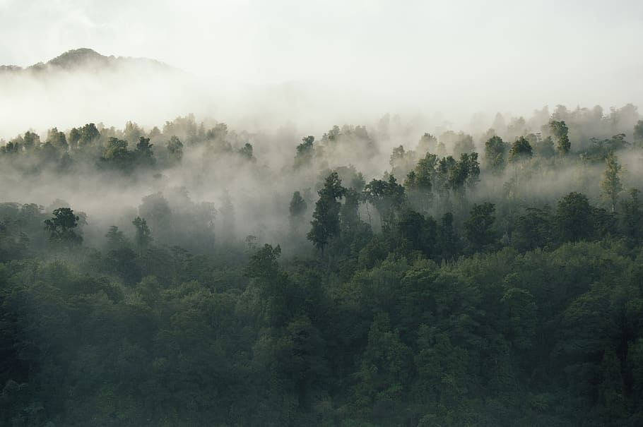 green, trees, plant, nature, forest, fog, cold, weather, beauty in nature HD wallpaper