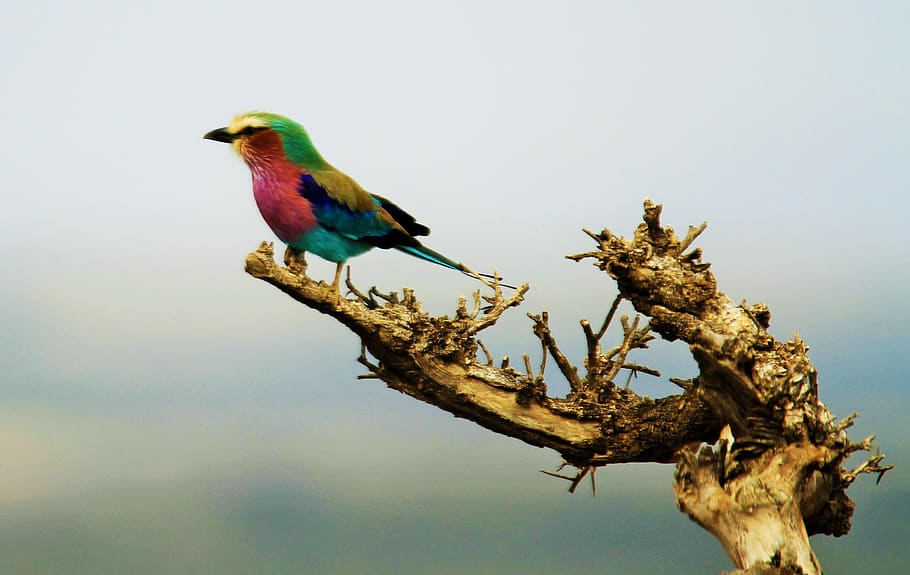 bird, animal themes, vertebrate, perching, tree, one animal HD wallpaper