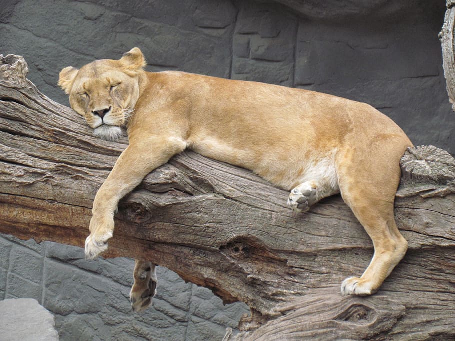 lion, siesta, rest, mammal, animal, animal themes, relaxation HD wallpaper